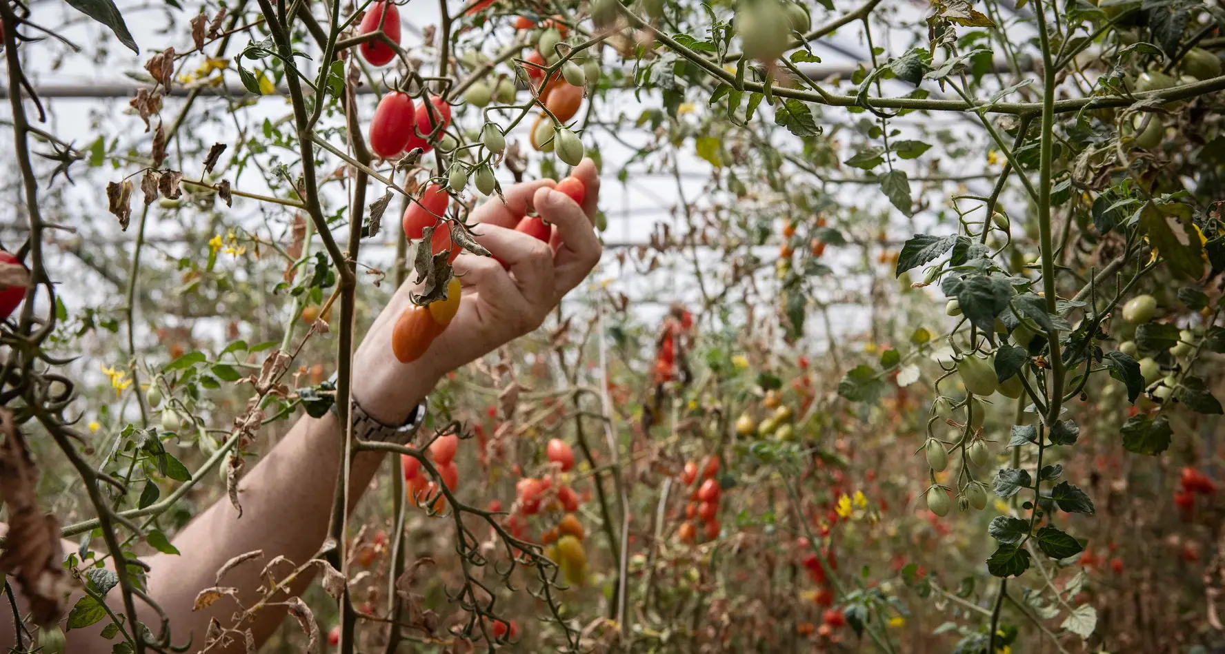 Servizio civile: Cgil e Flai, no a introduzione in agricoltura, Stato deve combattere lo sfruttamento, non incentivarlo