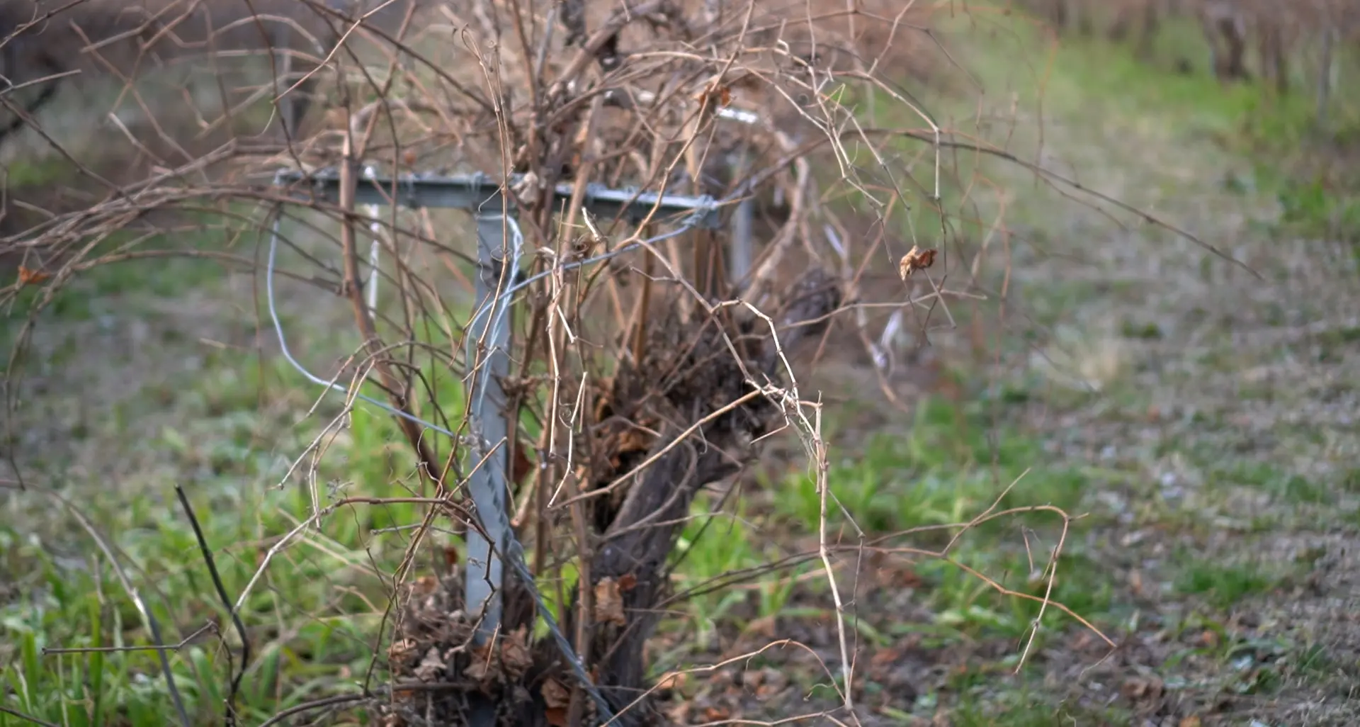 In Friuli, tra barbatelle e caporalato